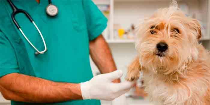 Veterinarios en Lucena Veterinarios en Lucena